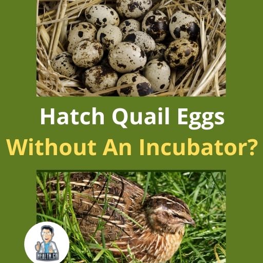 how to hatch quail eggs without an incubator