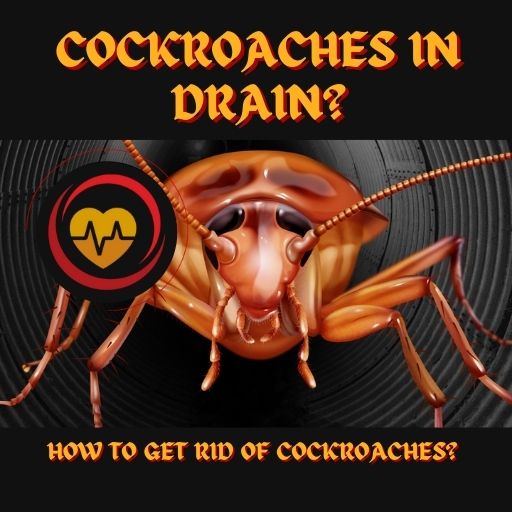what do you pour down the drain to get rid of cockroaches?